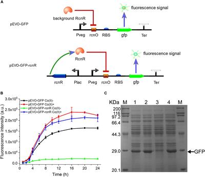 Efficient Overproduction of Active Nitrile Hydratase by Coupling Expression Induction and Enzyme Maturation via Programming a Controllable Cobalt-Responsive Gene Circuit